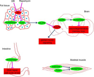 On the Fly: Recent Progress on Autophagy and Aging in Drosophila